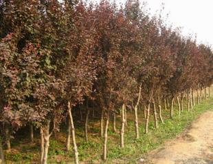 春季綠化苗木管理法國(guó)槐 法桐_農(nóng)副產(chǎn)品