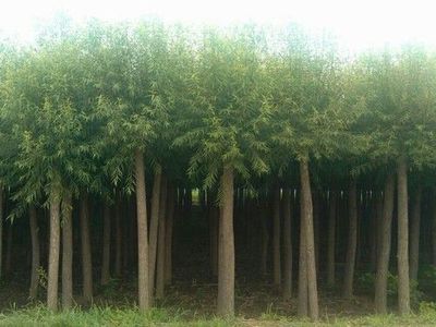 黃皮柳圖片|黃皮柳產(chǎn)品圖片由保定市安國(guó)騰達(dá)苗木花卉基地公司生產(chǎn)提供