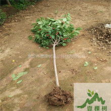  郫縣南江石材廠 主營(yíng) 微晶石 瑪瑙紅 鳳凰