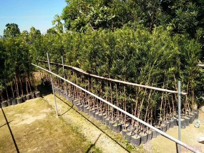 【羅漢松培養(yǎng)基地、羅漢松小苗直銷、質(zhì)優(yōu)價廉】綠化苗木,價格,廠家,供應(yīng)商,花木,龍海市東泗興輝園藝場 - 產(chǎn)品庫