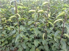 溫江鈞滔園林苗圃產品展示