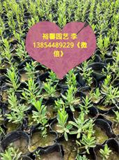 各種規格薰衣草 哪里有優質薰衣草 濰坊薰衣草專業培育基地 精品薰衣草找哪家
