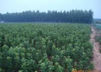 櫻桃樹苗紅燈、美早、早黃金[供應]_綠化苗木_世界工廠網中國產品信息庫