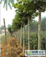 綠化苗木 大葉女貞 法桐_農(nóng)副產(chǎn)品_世界工廠網(wǎng)中國產(chǎn)品信息庫