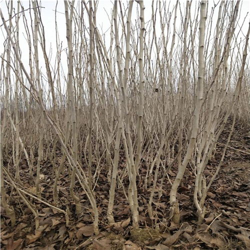 河北咨詢引進(jìn)西風(fēng)紅山楂苗 西風(fēng)紅山楂苗詢價