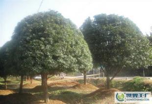 大量0精品苗木--桂花樹_農副產品_世界工廠網中國產品信息庫