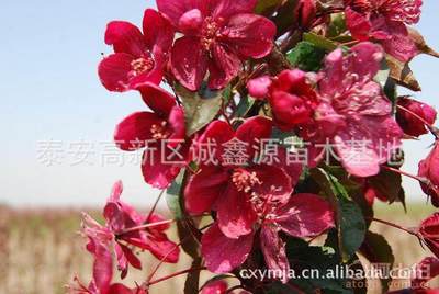 【批發西府海棠小苗北美海棠苗廠家直銷北美海棠綠化苗木】泰安高新區誠鑫源苗木基地 - 產品庫