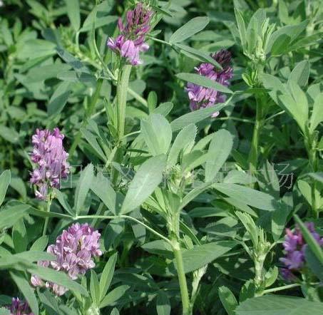 牧草種子普那菊苣、蘇丹草、苦買菜、毛苕子、(圖)