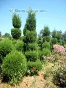 供應(yīng)【煙臺雪松】煙臺雪松苗木 煙臺苗木廠家 煙臺苗木種植基地_農(nóng)副產(chǎn)品_世界工廠網(wǎng)中國產(chǎn)品信息庫