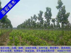 2公分法桐小苗價(jià)格山東臨沂法桐種植技術(shù)