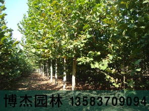 10公分全冠帶土球法桐河北承德價(jià)格