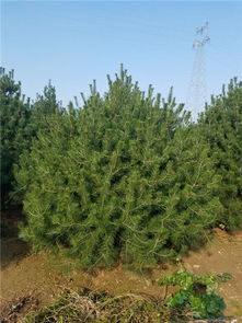 動(dòng)物種苗價(jià)格 泰安苗木價(jià)格 苗木 平盛苗圃圖批發(fā)價(jià)格 泰安市