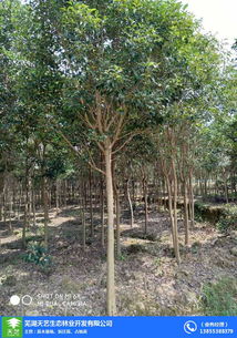 出售香樟樹(shù)占地苗木 苗木 蕪湖天藝 在線咨詢(xún)