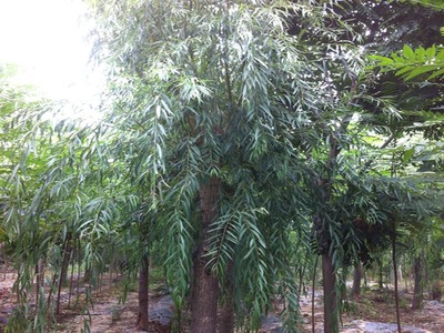 山東萬(wàn)畝苗木大量出售西湖垂柳-山東萬(wàn)畝苗木培育基地提供山東萬(wàn)畝苗木大量出售西湖垂柳的相關(guān)介紹、產(chǎn)品、服務(wù)、圖片、價(jià)格13-14公分紅葉碧桃樹(shù)苗、5公分龍柱碧桃價(jià)格、3公分菊花碧桃小苗、8公分法桐基地、速生白蠟樹(shù)苗、山東國(guó)槐樹(shù)基地、