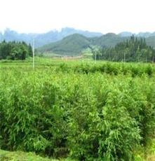 嵊州市許宅苗木專業合作社