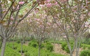 供應櫻花、喬木灌木、紫薇、廣玉蘭 沭陽苗木_農副產品_世界工廠網中國產品信息庫