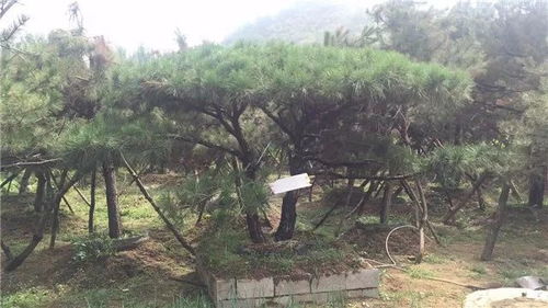 山東徐曉華 苗木未來的發展還是需要夯實的產品質量基礎