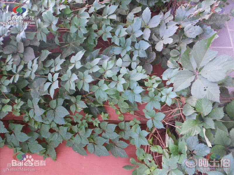 【遼寧五葉/三葉地錦 爬山虎小苗 新疆爬山虎 內蒙三葉地錦哪里買】002,價格,廠家,供應商,花木,開原市富春苗木經銷處 - 產品庫