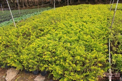 【黃金葉種植基地、基地直銷、質(zhì)優(yōu)價(jià)廉】綠化苗木,價(jià)格,廠家,供應(yīng)商,花木,龍海市東泗興輝園藝場(chǎng) - 產(chǎn)品庫(kù)