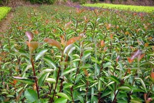 了解各類苗木資訊信息就來(lái)河北苗木小程序