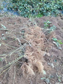 沈陽(yáng)海沃德獼猴桃樹(shù)苗官網(wǎng)網(wǎng)站