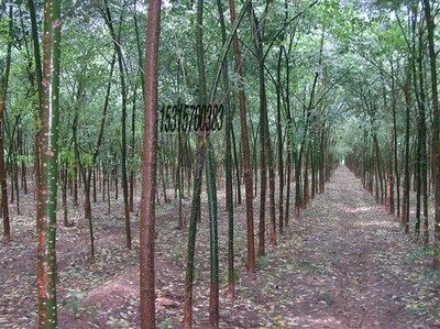 耐寒苗木、北欒、垂柳、旱柳、國(guó)槐圖片