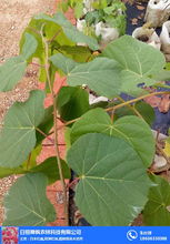 濟(jì)南歐洲椴樹苗 舜楓農(nóng)林 推薦商家 歐洲椴樹苗采購(gòu)高清圖片 高清大圖