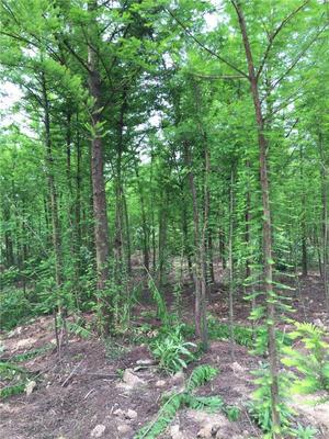 汪家苗圃/丹陽(yáng)樸樹苗木/鎮(zhèn)江樸樹植物