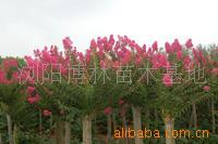 【綠化設計圖中的喬木與灌木之分】價格、產品供應,綠化設計圖中的喬木與灌木之分廠家批發-1024商務網