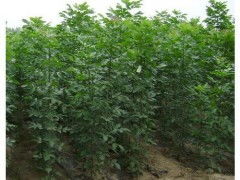 白蠟小苗價(jià)格 供應(yīng)產(chǎn)品 河南鄢陵中原苗木培育基地