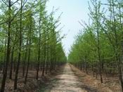 供應山東銀杏苗木,優(yōu)質(zhì)銀杏苗木,銀杏樹_紡織、皮革_世界工廠網(wǎng)中國產(chǎn)品信息庫