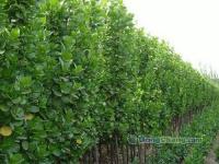 山東北海道黃楊│淄博北海道黃楊│泰安北海道黃楊│北海道黃楊[供應]_綠化苗木_世界工廠網(wǎng)中國產(chǎn)品信息庫