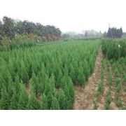 主營:樟子松、垂柳、國槐、金葉榆、新疆楊、白榆、檜柏