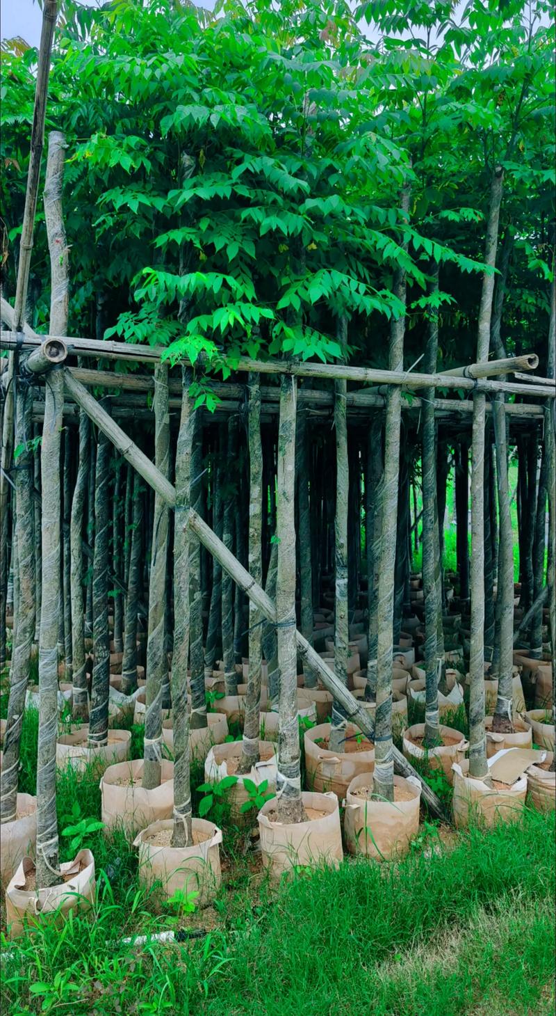 國慶花～欒樹5公分袋苗.#苗木種植基地 #全網搜索苗木有緣人