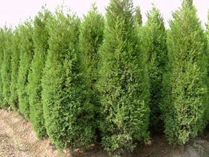 浙江金華市瑞林苗木合作社