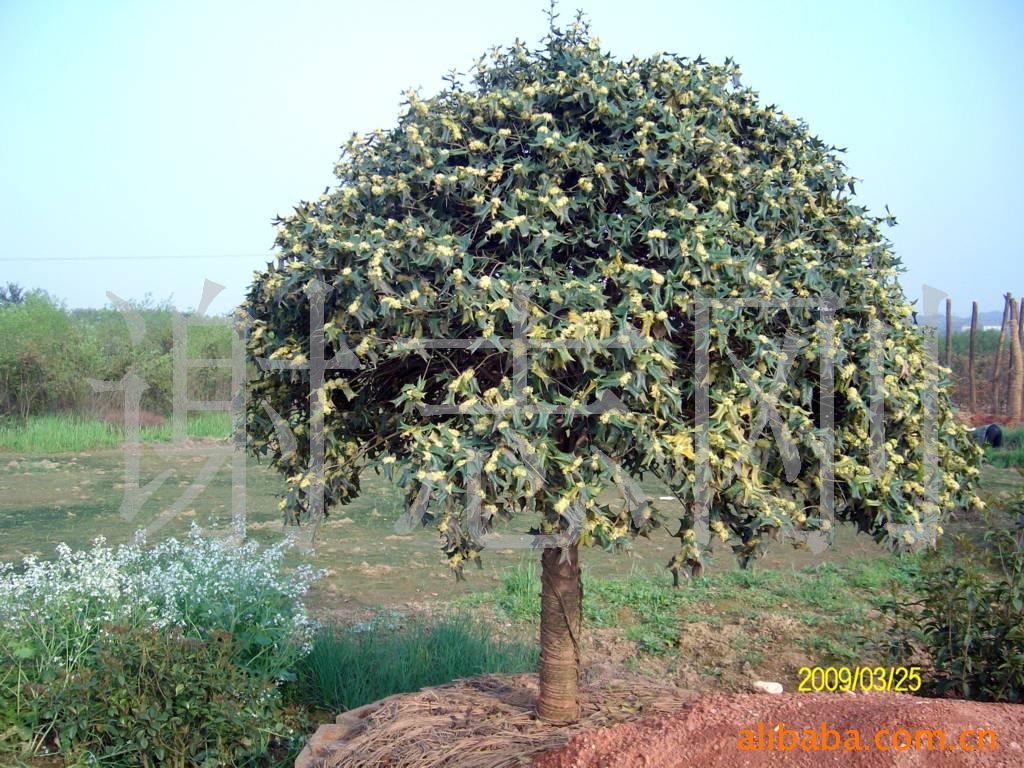 【綠化設計圖中的喬木與灌木之分】價格、產(chǎn)品供應,綠化設計圖中的喬木與灌木之分廠家批發(fā)-1024商務網(wǎng)