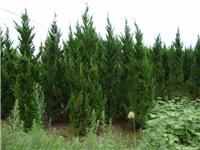 找鄢陵河南檜的苗木價格價格、圖片、詳情,上一比多_一比多產(chǎn)品庫