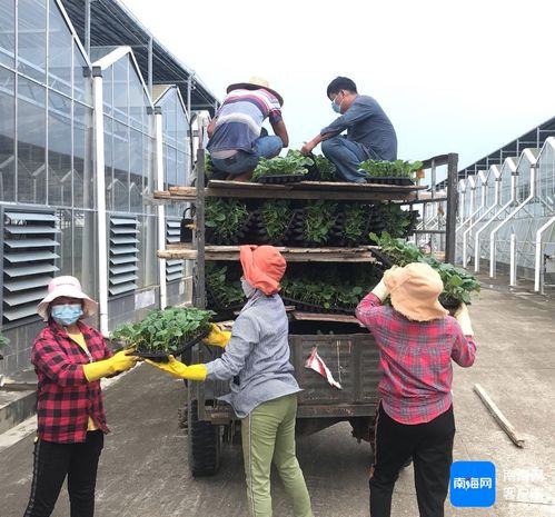 三亞培育1000萬株優(yōu)質(zhì)瓜菜苗 保障冬春季瓜菜生產(chǎn)