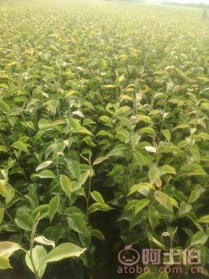 占地棗樹市場解析：2018年價格、產(chǎn)地與供應(yīng)商概覽