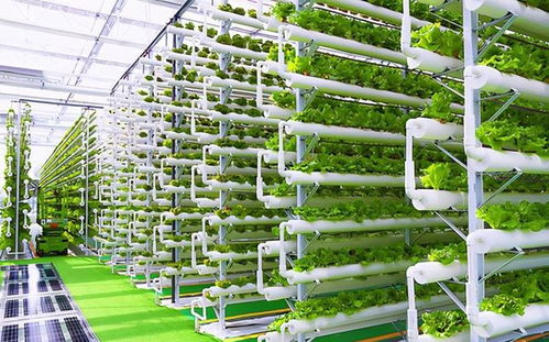 菜農(nóng)的黃昏 數(shù)字農(nóng)業(yè)時代下，90%蔬菜將來自工廠化種植