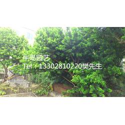 優(yōu)質(zhì)米蘭樹 半島苗木園藝綠化的綠色瑰寶