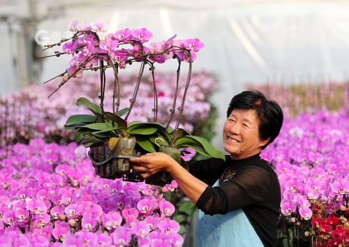美麗經濟綻放 年宵花市場再升溫，花卉種植迎新春