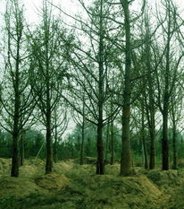 苗木供應(yīng)信息 - 中國花木資訊網(wǎng) | 園林苗木報(bào)價(jià)、供求信息與花木行情分析