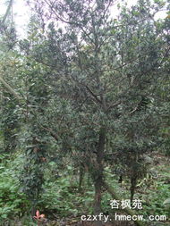 羅漢松 溫江綠化的優(yōu)選喬木苗木