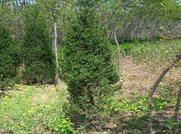 潢川縣宏達(dá)苗圃廠 河南檜與花卉種植的精品展臺