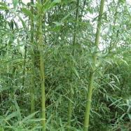 剛竹基地苗木產(chǎn)品介紹與圖片展示