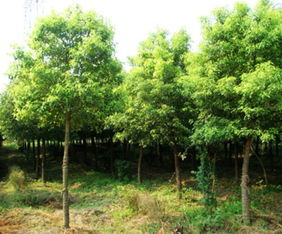 欒樹苗木市場價(jià)格解析與永誠園林上海欒樹種植優(yōu)勢