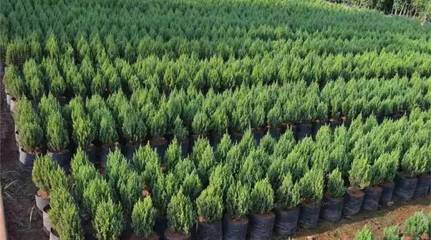 從苗木庫存到花卉種植 行業漫談中的挑戰與機遇