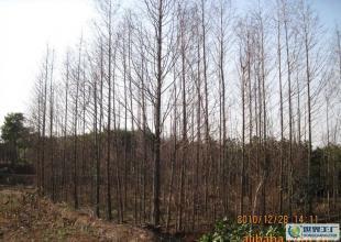 合肥優質水杉苗木供應，綠化工程優選，規格齊全直達世界工廠網