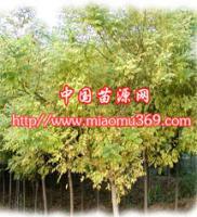陜西金枝國槐苗木供應、采購與行情解析